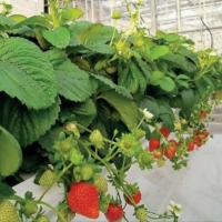 ��������� Soraya - 3 ��