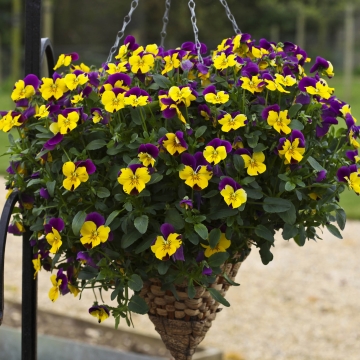   Freefall Purple Wing - 5 
